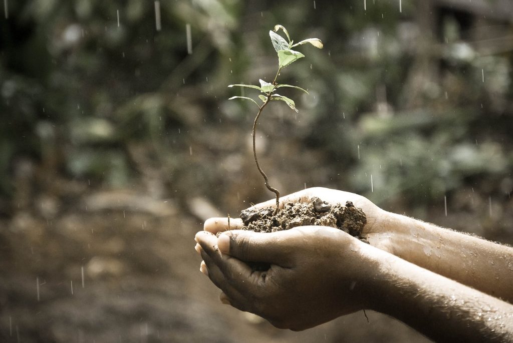 Nessuna irrigazione può battere la pioggia, perché l'acqua che discende dal cielo è dinamizzata