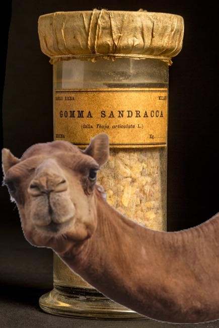 gomma sandracca